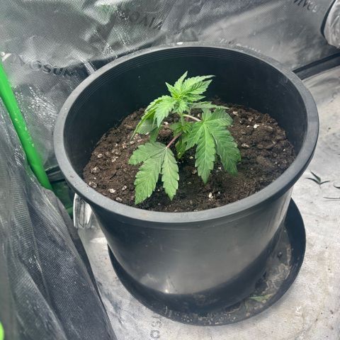 WPF-HTF1-12026 growlog timeline photo