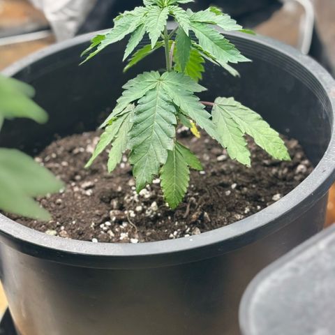WPF-HTF1-12026 growlog timeline photo
