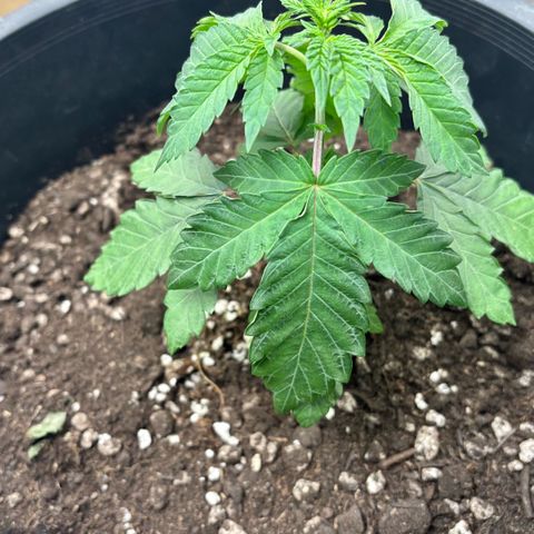 WPF-HTF1-12026 growlog timeline photo