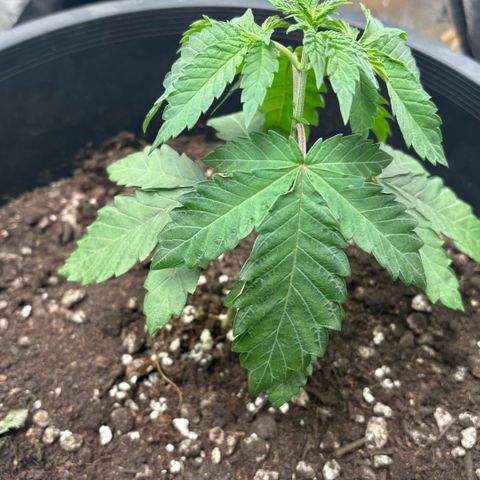 WPF-HTF1-12026 growlog timeline photo