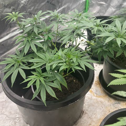 WPF-HTF1-12026 growlog timeline photo