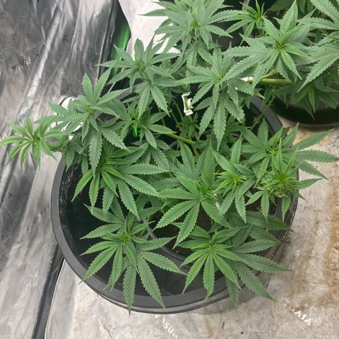 WPF-HTF1-12026 growlog timeline photo