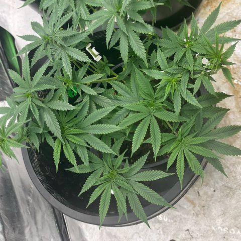 WPF-HTF1-12026 growlog timeline photo