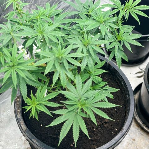 WPF-HTF1-12026 growlog timeline photo