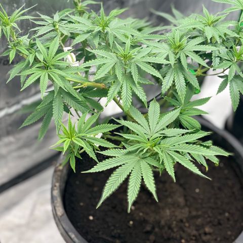 WPF-HTF1-12026 growlog timeline photo