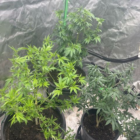 WPF-HTF1-12026 growlog timeline photo