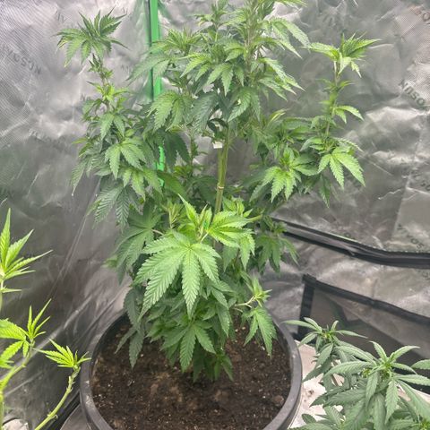 WPF-HTF1-12026 growlog timeline photo
