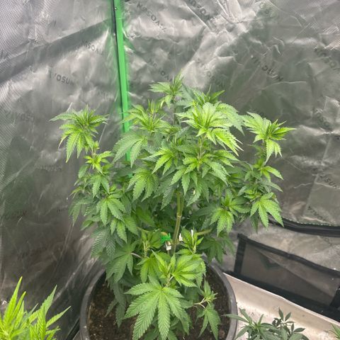 WPF-HTF1-12026 growlog timeline photo