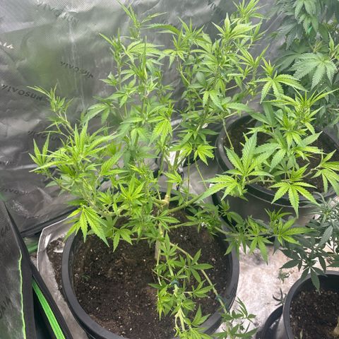 WPF-HTF1-12026 growlog timeline photo