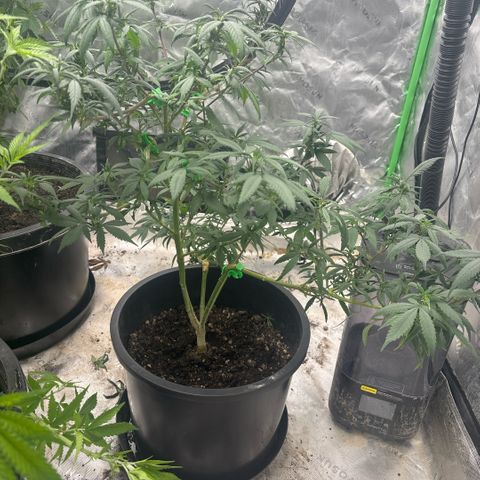 WPF-HTF1-12026 growlog timeline photo