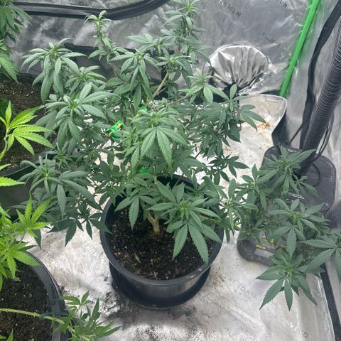 WPF-HTF1-12026 growlog timeline photo
