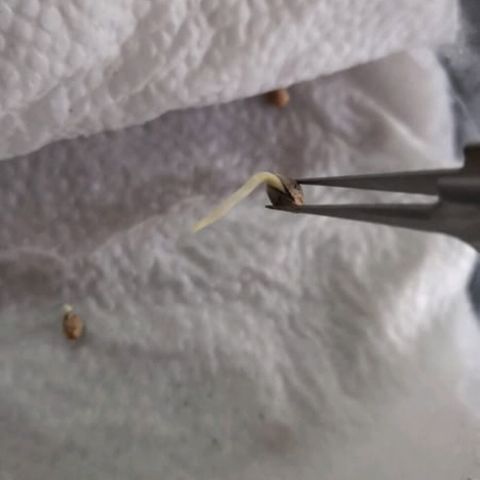 CHALUPAS CBD growlog photo: Con una pinza limpia se cogió la semilla y se llevo al vaso con sustrato.