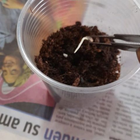CHALUPAS CBD growlog photo: Con una pinza limpia se cogió la semilla y se llevo al vaso con sustrato 