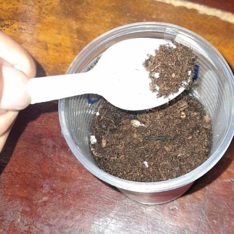 CHALUPAS CBD growlog photo: Se agregó sustrato y se regó agua de botellón 
