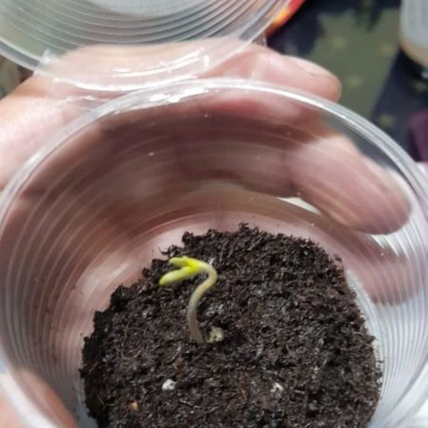 CHALUPAS CBD growlog photo: Se agregó sustrato para cubrir el hipocotilo