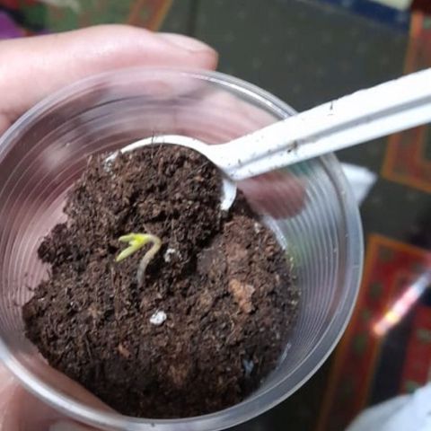 CHALUPAS CBD growlog photo: Se agregó sustrato para cubrir el hipocotilo