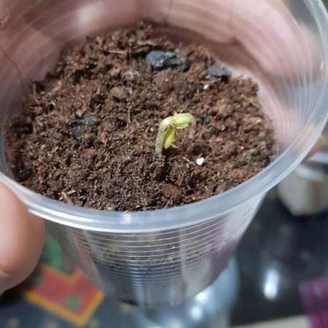 CHALUPAS CBD growlog photo: Se agregó sustrato para cubrir el hipocotilo