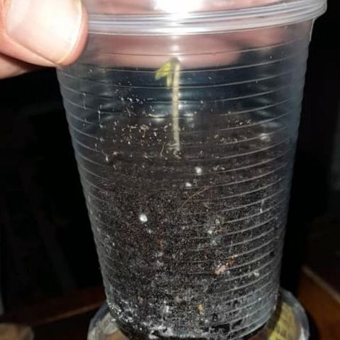 CHALUPAS CBD growlog photo: Se agregó sustrato para cubrir el hipocotilo