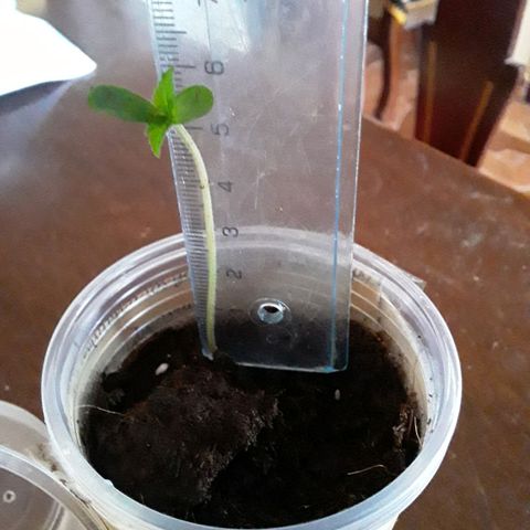 CHALUPAS CBD growlog photo: Se hizo la medición de la plantita