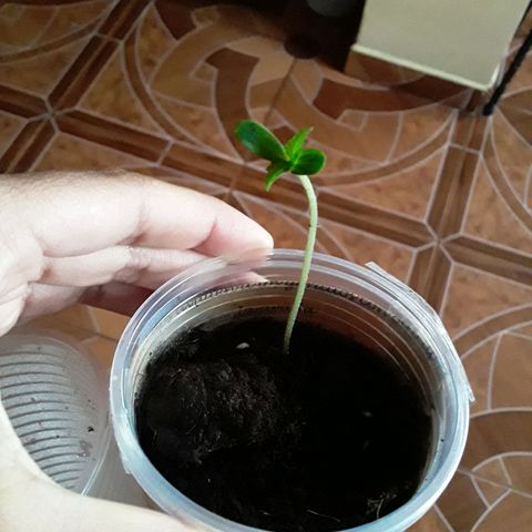 CHALUPAS CBD growlog photo: Se hizo la medición de la plantita