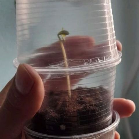 CHALUPAS CBD growlog photo: Se hizo la medición de la plantita