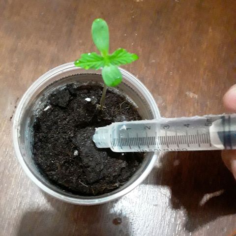 CHALUPAS CBD growlog photo: Con la ayuda de una jeringuilla se colocó 15 ml de agua de botellón