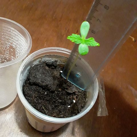 CHALUPAS CBD growlog photo: Medición de la planta 