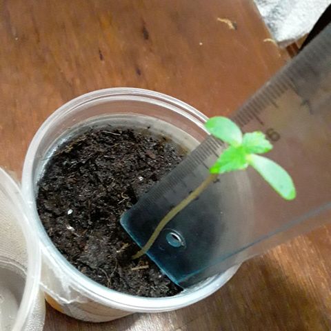 CHALUPAS CBD growlog photo: Misma altura que el día anterior 