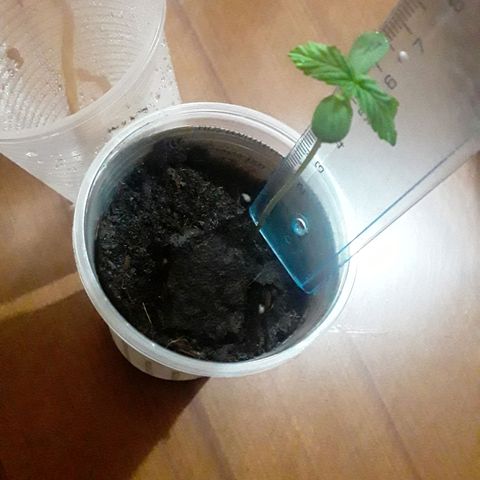 CHALUPAS CBD growlog photo: La planta sigue con la misma altura de 6,5 cm 