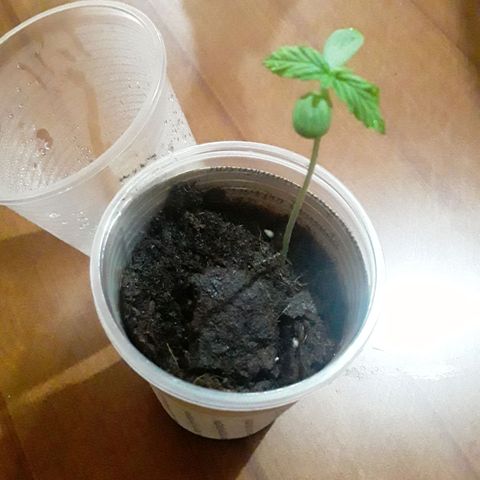 CHALUPAS CBD growlog photo: La planta sigue con la misma altura de 6,5 cm 