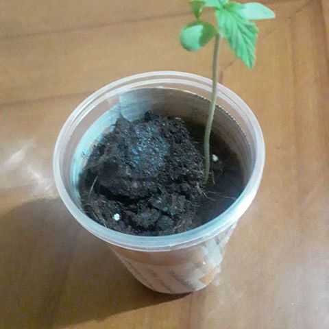 CHALUPAS CBD growlog photo: Medida de plántula 