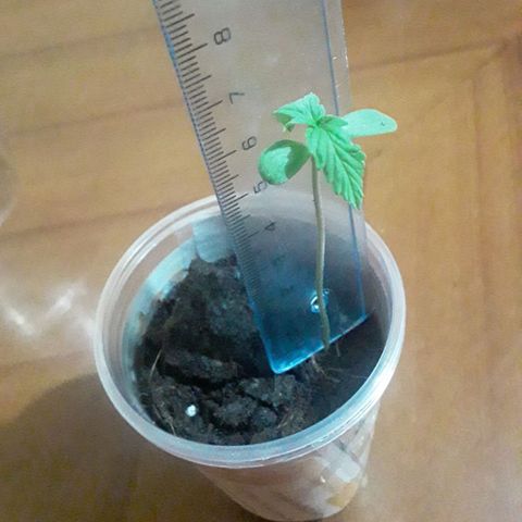 CHALUPAS CBD growlog photo: Medida de plántula 