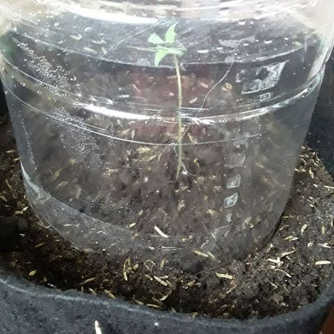 CHALUPAS CBD growlog photo: En este día ya se realizó el transplante de la plántula, ya que ha pasado 15 días desde su germinación. Se lo hizo en una maceta geotextil con sustrato compuesto por más de 9 ingredientes en diferentes porciones entre ellos: base de turba, perlita, vermiculita, coco y el resto de la fórmula propia de Hemp.
