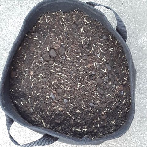 CHALUPAS CBD growlog photo: En este día ya se realizó el transplante de la plántula, ya que ha pasado 15 días desde su germinación. Se lo hizo en una maceta geotextil con sustrato compuesto por más de 9 ingredientes en diferentes porciones entre ellos: base de turba, perlita, vermiculita, coco y el resto de la fórmula propia de Hemp.