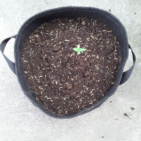 CHALUPAS CBD growlog photo: En este día ya se realizó el transplante de la plántula, ya que ha pasado 15 días desde su germinación. Se lo hizo en una maceta geotextil con sustrato compuesto por más de 9 ingredientes en diferentes porciones entre ellos: base de turba, perlita, vermiculita, coco y el resto de la fórmula propia de Hemp.