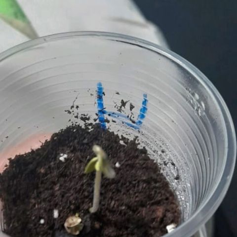 CHALUPAS CBD growlog timeline photo