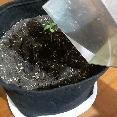 CHALUPAS CBD growlog photo: Con la ayuda de un recipiente de 700 ml se agregó 100 ml de agua.
