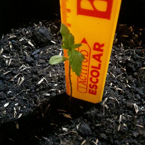 CHALUPAS CBD growlog photo: Medición de la planta 
