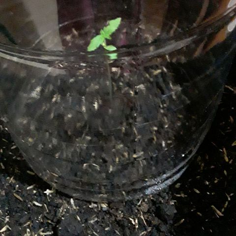 CHALUPAS CBD growlog photo: Medición de la planta 