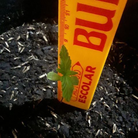 CHALUPAS CBD growlog photo: Se hizo la respectiva medición de la plántula