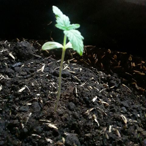 CHALUPAS CBD growlog photo: Se hizo la respectiva medición de la plántula