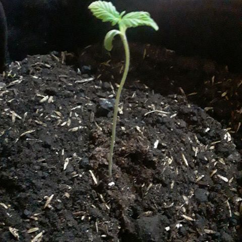 CHALUPAS CBD growlog photo: Se notó en las hojas un proceso de gutación