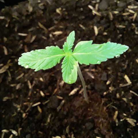 CHALUPAS CBD growlog photo: Se notó en las hojas un proceso de gutación