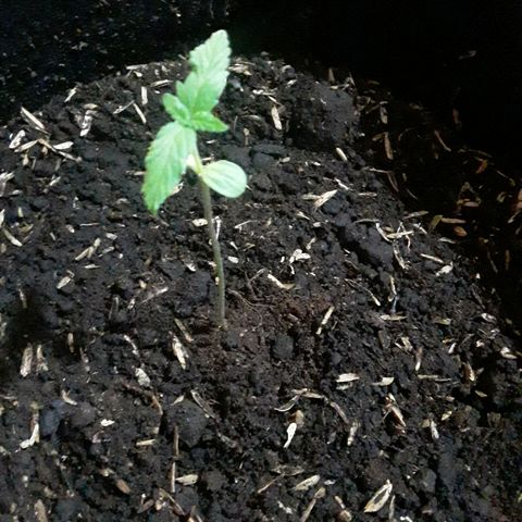 CHALUPAS CBD growlog photo: Se tomó la altura de la planta