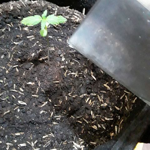 CHALUPAS CBD growlog photo: Se hizo riego con agua de botellón
