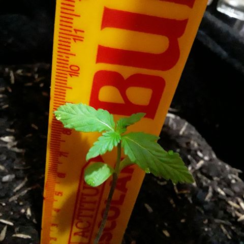 CHALUPAS CBD growlog photo: Se tomó la respectiva altura