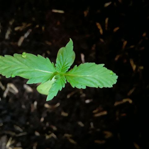 CHALUPAS CBD growlog photo: Se obseva en el borde de las hojas unas gotitas, conocido como proceso de gutación
