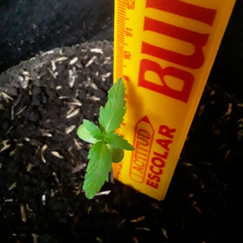 CHALUPAS CBD growlog photo: Se hizo la medición de la plantita 