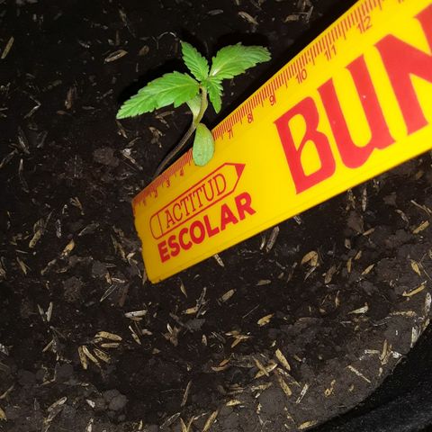 CHALUPAS CBD growlog photo: Medición de la planta 