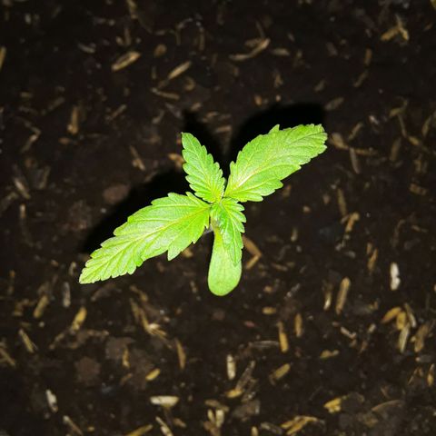 CHALUPAS CBD growlog photo: Medición de la planta 